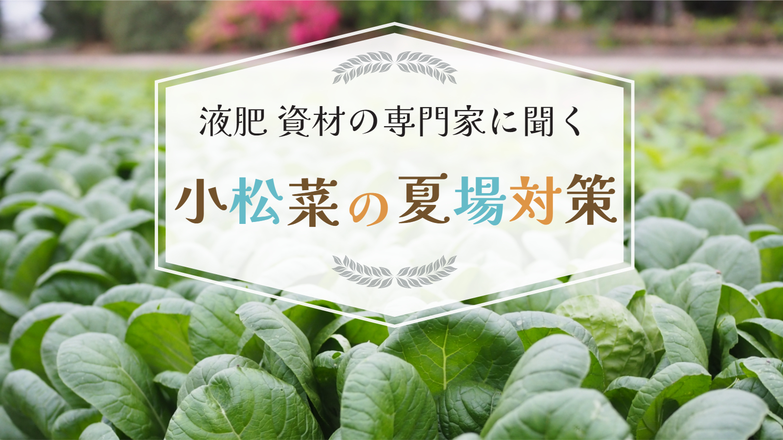 小松菜(プロフ必読)ページ 第8回 小松菜栽培 夏場の困りごと（カッピング、チップバーン、暑さ
